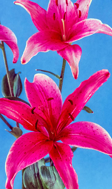 istock Lilium, the Stargazer lily 591429912