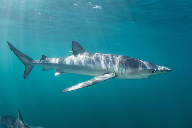 Blue Shark Cruising in Ocean