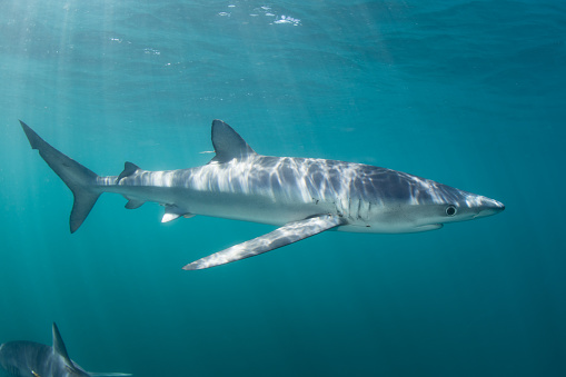 A Blue shark (Prionace glauca) cruises through the sunlit waters of the Atlantic Ocean. These sleek, oceanic predators are found throughout the world in tropical and temperate seas.