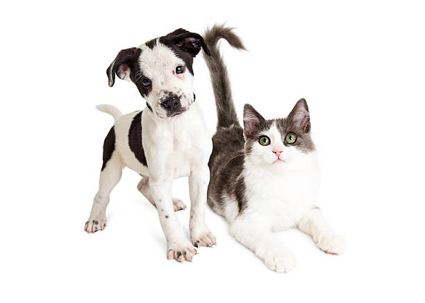 istock Kitten and Puppy Together 591430460