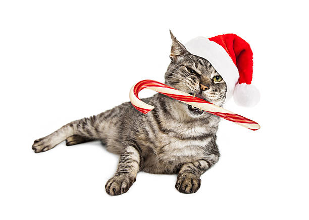 istock Funny Santa Cat With Candy Cane 591430468