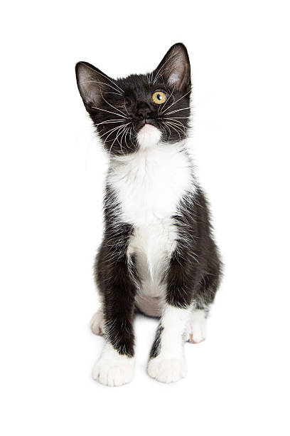 istock One-eyed Kitten on White Background 591430756