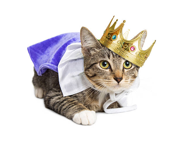 Kitten wearing prince costume Cute kitten wearing royal prince Halloween costume prince royal person photos stock pictures, royalty-free photos & images