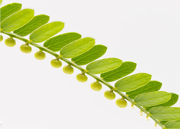 istock Phyllanthus niruri herb plant and other name, Seed-under-leaf, P 591435226