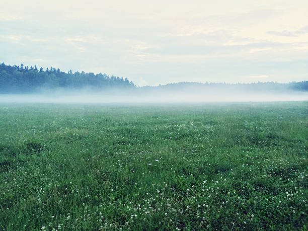 Dreamy green meadow with wild clover. Scandinavian nature.