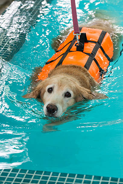 istock Golden retriever in pool 591435856
