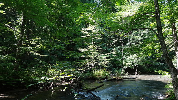 istock Aomori-ken  Oirase valley stream 591436248