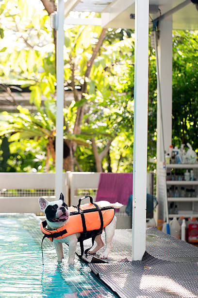 istock French bulldog at poolside 591436334