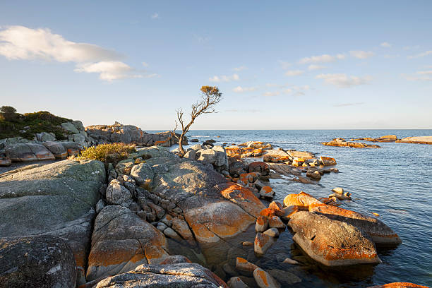 istock Bay of Fires, Australia Tasmania 591436350