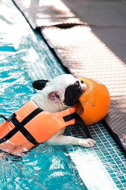 istock French Bull dog swimming in pool 591436416