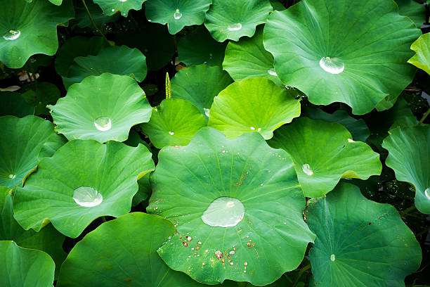 istock Lotus at Fujiwarakyu,nara,japan 591436488