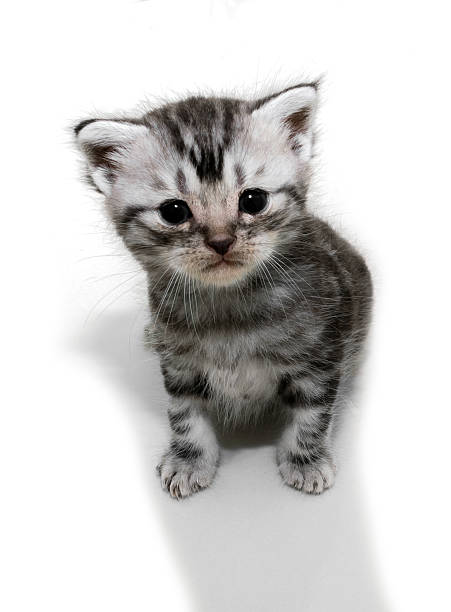 istock Cute American shorthair cat kitten with copy space 591436528