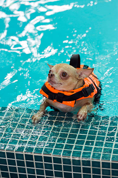 istock Chihuahua in dog pool 591436706