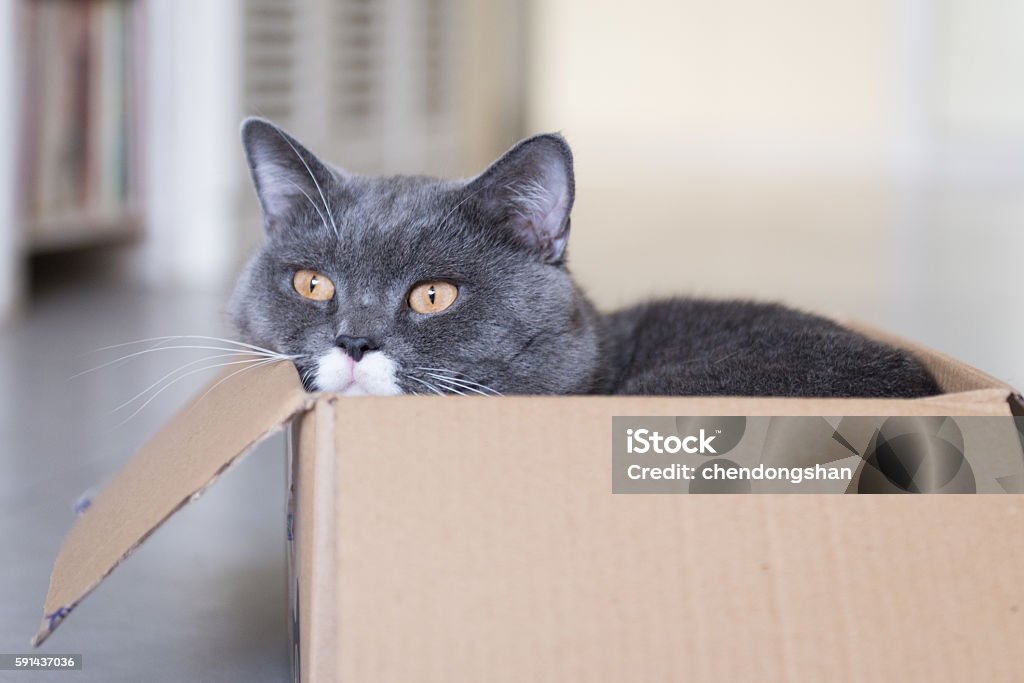 Cat The cat hiding in cardboard box Animal Family Stock Photo