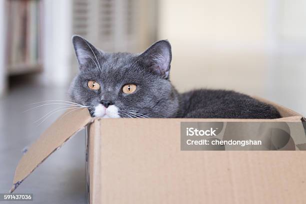 Cat Stock Photo - Download Image Now - Animal Family, Carton, Curiosity