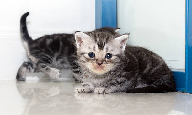istock Cute American shorthair cat kitten with copy space 591437250