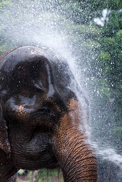 istock elephant gets an early morning shower 591437306
