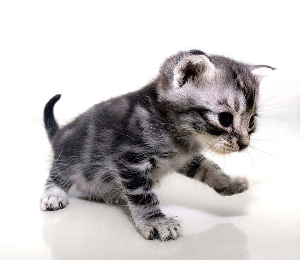 istock Cute American shorthair cat kitten with copy space 591437400