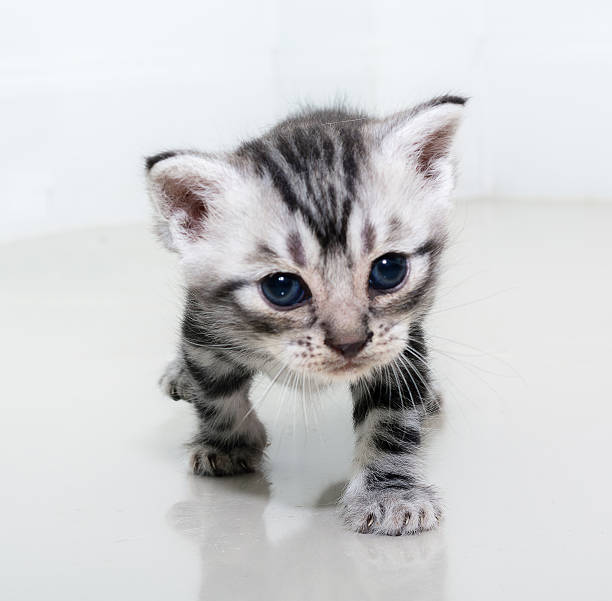 istock Cute American shorthair cat kitten with copy space 591437694