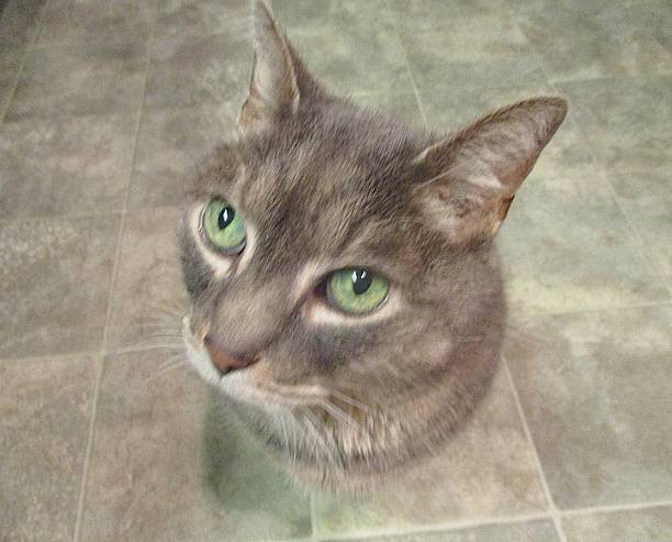 Gray Cat with Green Eyes on Kitchen Floor stock photo
