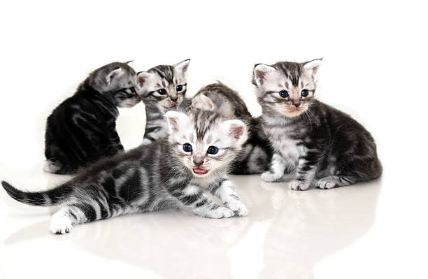 istock Cute American shorthair cat kitten with copy space 591437970