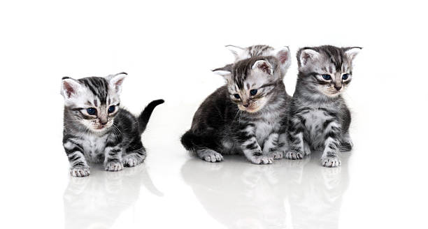 istock Cute American shorthair cat kitten with copy space 591438774