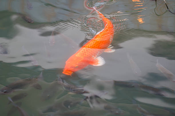 Colorful fancy carp fish, koi fish at Thailand