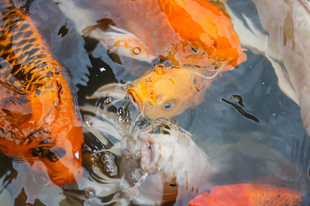 istock Colorful fancy carp fish, koi fish at Thailand 591439310