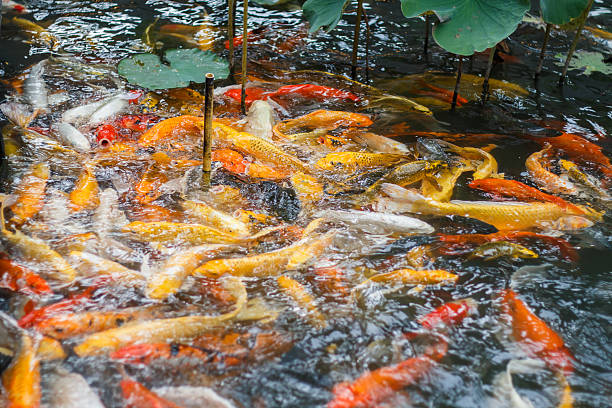 istock Colorful fancy carp fish, koi fish at Thailand 591439376