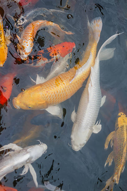 istock Colorful fancy carp fish, koi fish at Thailand 591439436