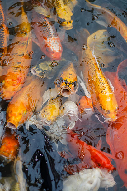 istock Colorful fancy carp fish, koi fish at Thailand 591439570