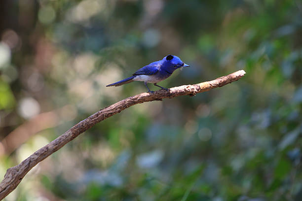 istock Black-naped Monarch in nature 591440610
