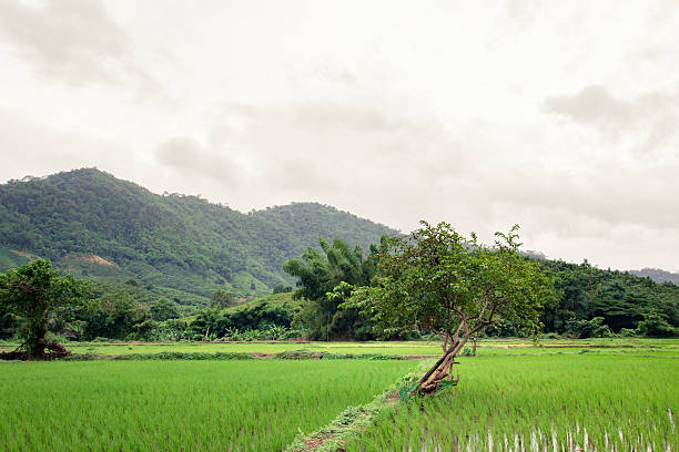 istock Paddy fields, mountains, sky soft and blur in thailand 591440952