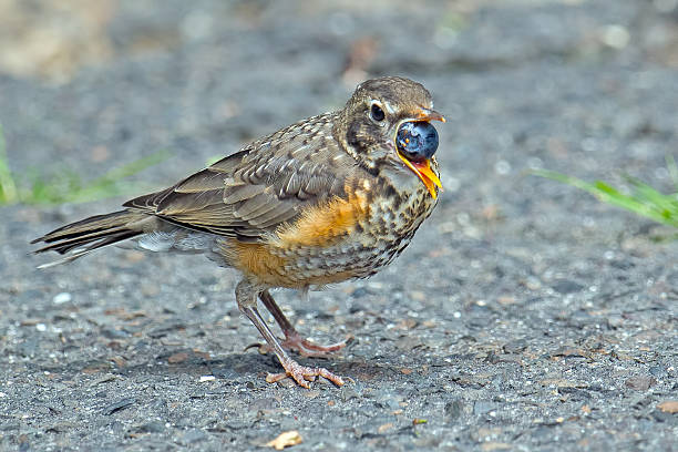 istock Juvenile American Robin  Eating  Berry 591441700