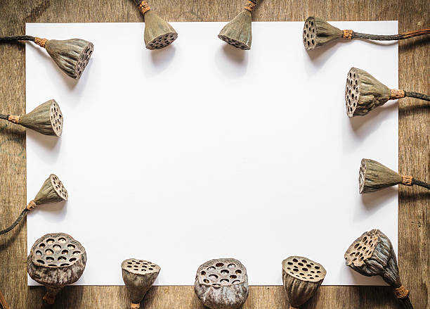 istock Dry lotus with white paper on wooden table background 591441782