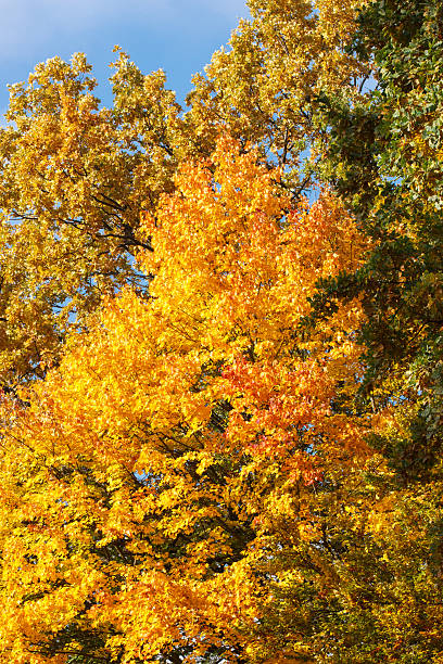 istock Trees with orange leaves on blue sky background 591441826