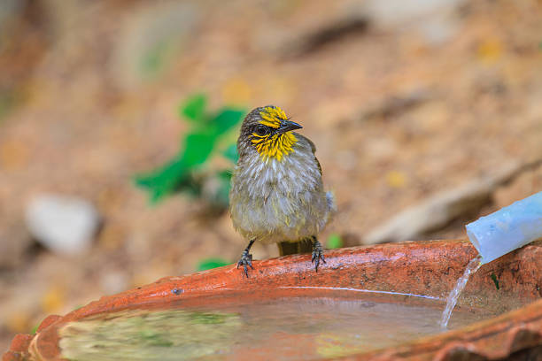 istock Stripe-throated Bulbul Bird, playing water in summer on hot days 591441896