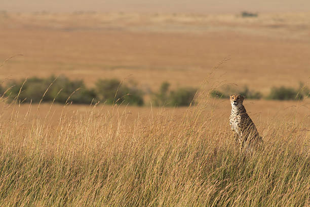 istock Male cheetah in Masai Mara 591442510