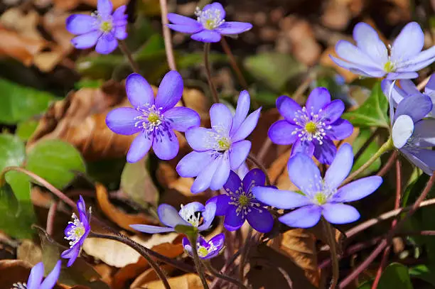 blue Hepatica nobilis flower blooming in spring