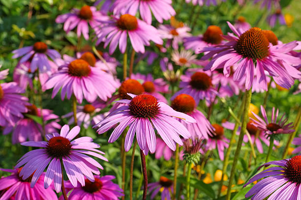 istock Purple coneflower, nice pink summer flower 591446970