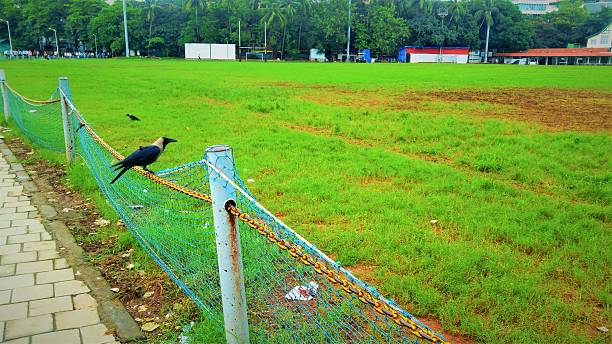 Crows on field stock photo