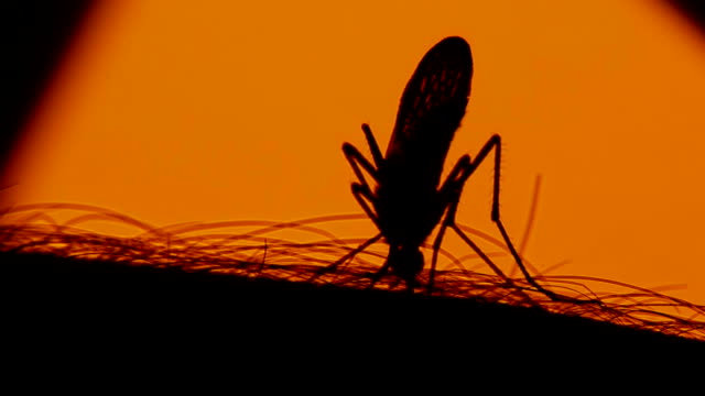 Mosquito blood sucking on human skin on sun background