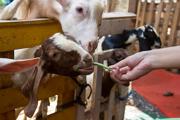 istock Feeding a goat at the zoo 591781918