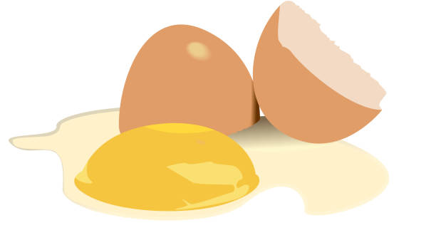 illustrazioni stock, clip art, cartoni animati e icone di tendenza di illustrazione uovo rotto - white background brown animal egg ellipse