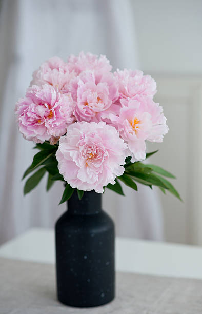 istock Pink peonies in a black vase 591782678