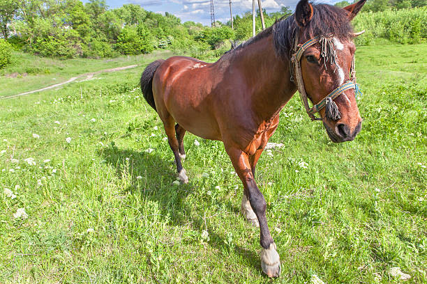 istock brown horse on the meadow 591783170