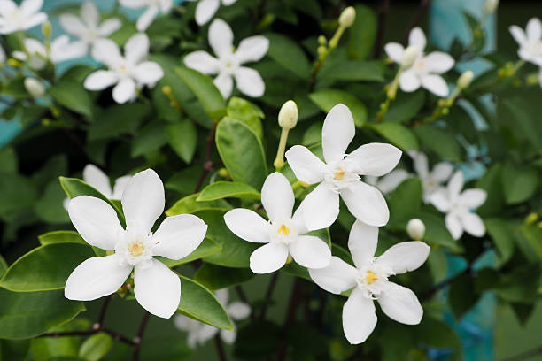 istock Group of Beautiful White Snowflake Flower. 591783348