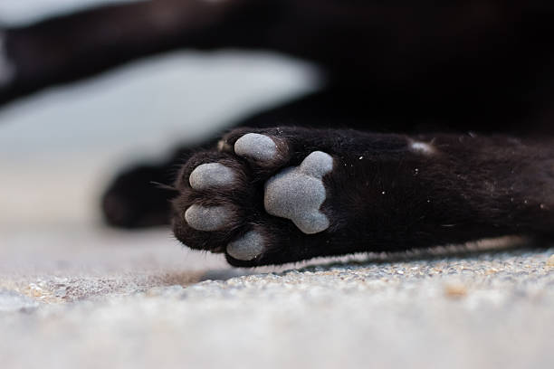 istock Black cat on the street 591786320