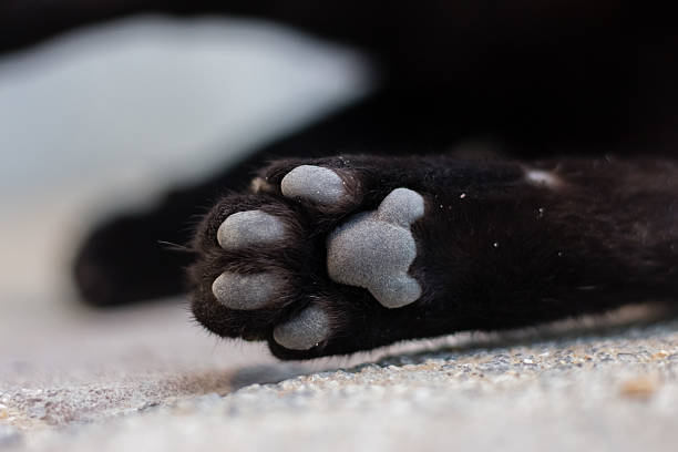 istock Black cat on the street 591786714