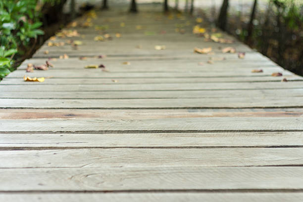 istock outdoor,nature,park 591788346